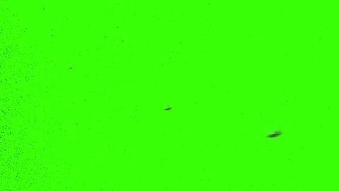 A Swarm of Locusts on a Green Screen Stock Footage 82645165