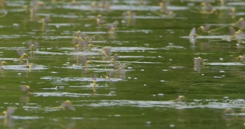 Swarm of long-tailed mayflies on surface of river Tisza in Serbia Video stock 268989238