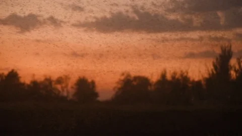 Swarm of midges and mosquitoes Stock Footage 85031981