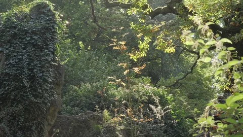 Swarm of Midges in a Forest Stock Footage 81115870