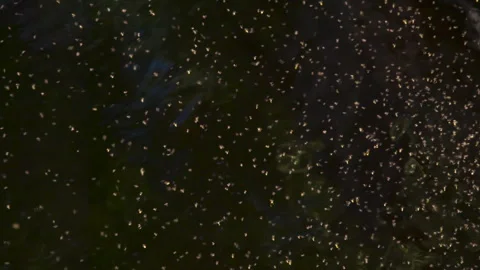 Swarm of Midges Over Dark Water 4K Video stock 252829456