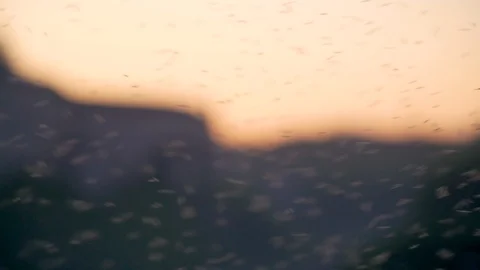 Swarm of midges in the sunset light Stock Footage 128136669