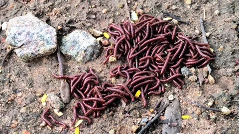Swarm of Millipedes in Forest Stock Footage 317369084