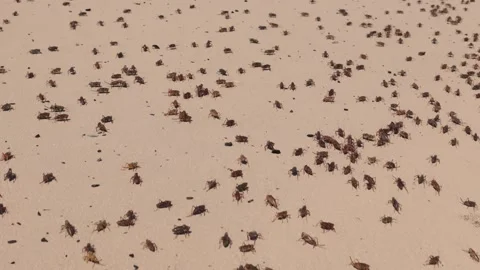 Swarm of Mormon crickets katydids insects crawling over sand dunes aerial drone Stock Footage 342126512