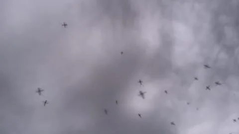 Swarm of Mosquitoes at Dusk Stock Footage 280684281