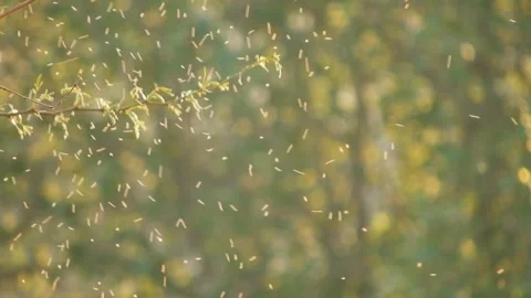 Swarm Of Mosquitoes Flying In Spring Vidéo 269838165