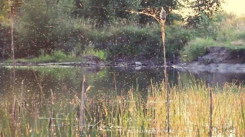 Swarm of mosquitoes flying in the summer. A lot of mosquitoes. Stock Footage