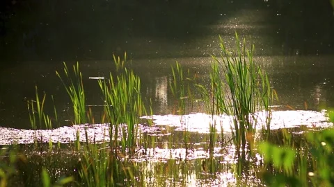 Swarm of mosquitoes flying in the summer. A lot of mosquitoes. Flying in nature Stock Footage