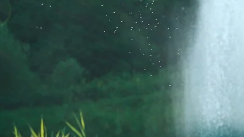 Swarm of mosquitoes Stock Footage 111337457