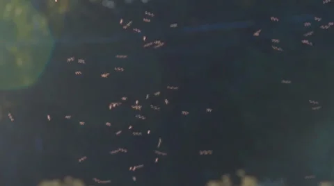 A Swarm of Mosquitoes on the Forest Background Stock Footage 53085013