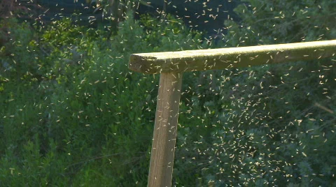 Swarm of Mosquitos  Stock Footage 692520