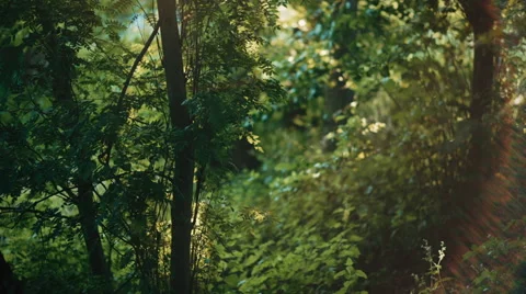 A swarm of mosquitos in the forrest Video stock 50574891