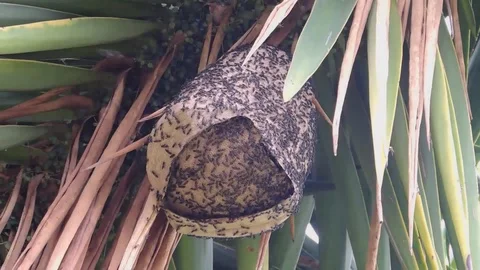Swarm nest of wasps grinders Stock Footage 93440671