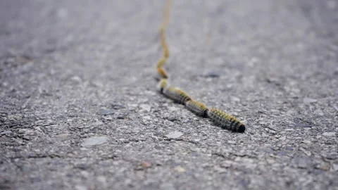 Swarm or procession larvas of Pine Processionary moth on gray concrete road Stock-Footage 330049156