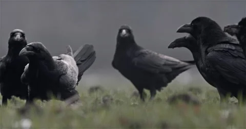 Swarm of Ravens in the Field Winter Stock Footage 144800201