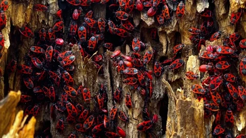 Swarm of red firebugs gathering on aged wood surface Stock Footage 340800698