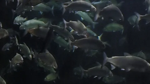 Swarm of Salmon Video stock 103207642