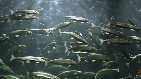 Swarm of Salmon Stock Footage 103734660