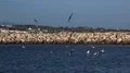 A swarm seagulls on seaside river catching food in Lagos, Portugal 4k or 4k+ Resolution