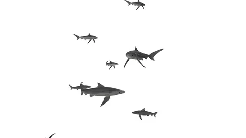 SWARM OF SHARKS CLOSE VIEW G Vídeos de archivo 99066786