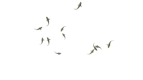 SWARM OF SHARKS TOP VIEW Stock-Footage 99066657