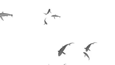 SWARM OF SHARKS TOP VIEW K Video stock 99101633