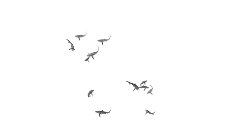 SWARM OF SHARKS UNDERNEATH VIEW Video stock 99066650