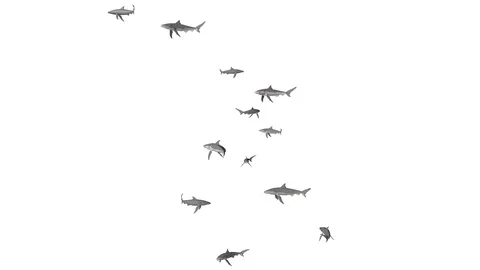 SWARM OF SHARKS VIEW B Vídeos de archivo 99066631