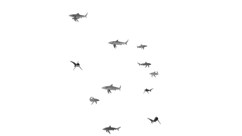 SWARM OF SHARKS VIEW C Vídeos de archivo 99066608
