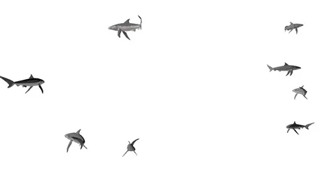SWARM OF SHARKS VIEW D Stock-Footage 99066666