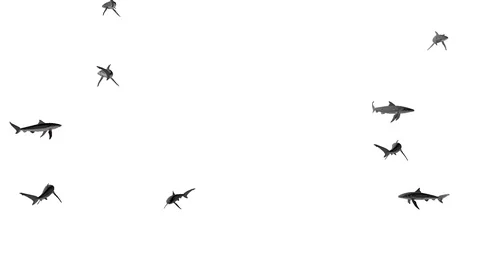 SWARM OF SHARKS VIEW E Vídeos de archivo 99066664