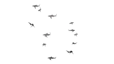 SWARM OF SHARKS VIEW A Vídeos de archivo 99066635