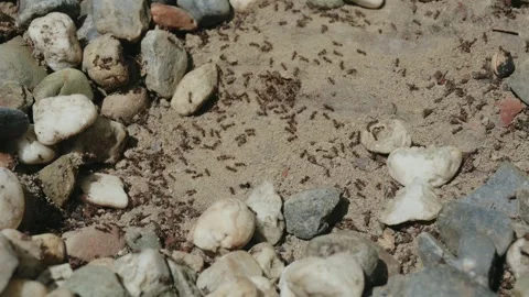 Swarm of small ants crawling on dirt and rocks Vídeo Stock 339532252