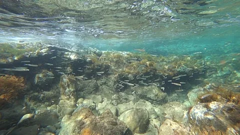 Swarm small fish in strong current Stock Footage