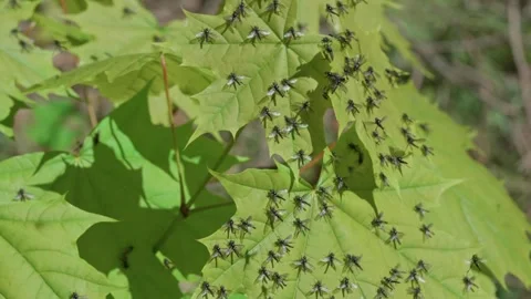 Swarm of small flies Stock Footage 315205996