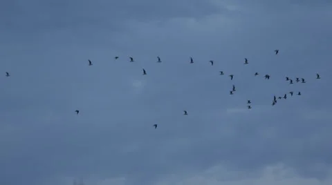 Swarm Small Group Blackbirds Flock Nature Scene Birds Migration Avian Flying Fly Stock Footage