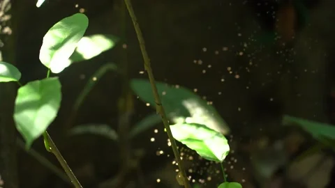 Swarm of Small Insects Flying On The Lea... | Stock Video | Pond5