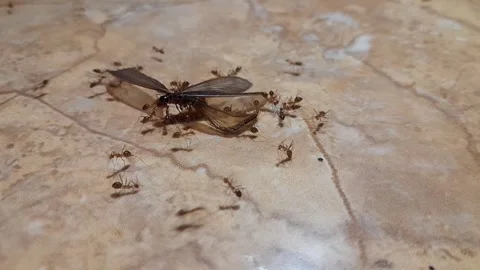 Swarm of small red ants Stock Footage 323829604