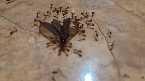 Swarm of small red ants Stock Footage 323829673