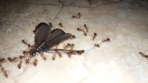 Swarm of small red ants Stock Footage 323829757