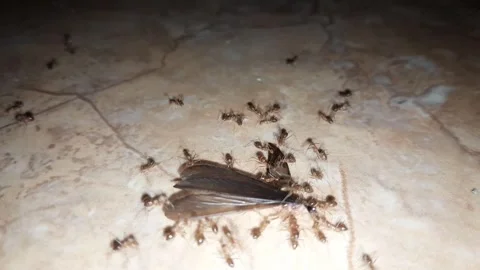 Swarm of small red ants Stock Footage 323829843