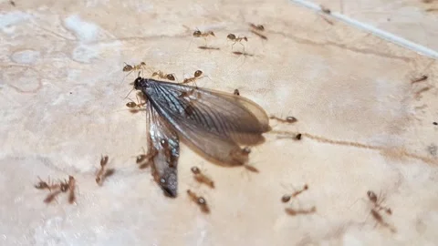 Swarm of small red ants Stock Footage 323829905