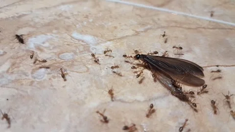 Swarm of small red ants Stock Footage 323829919