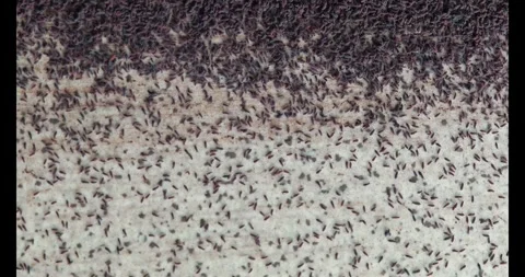 Swarm of Snow Fleas.Collembola moving. Stock Footage 328869770