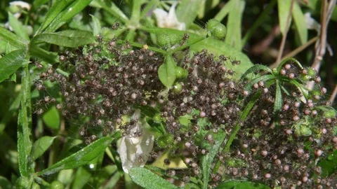 A swarm of spiderlings Stock Footage 82446842