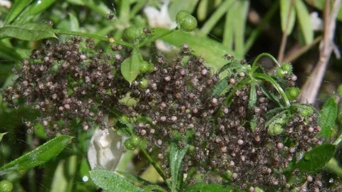 A swarm of spiderlings Stock Footage 82446844
