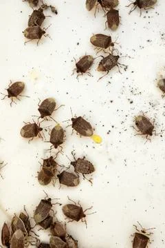 Swarm of stink bugs Stock Photos