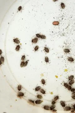 Swarm of stink bugs Foto stock