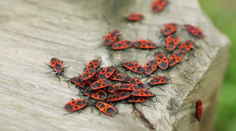 Swarm of Stink bugs - steadicam closeup Stock Footage 35976255