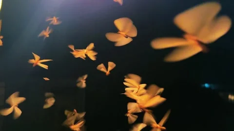Swarm of termites flying around light source at night time 스톡 동영상 331690548